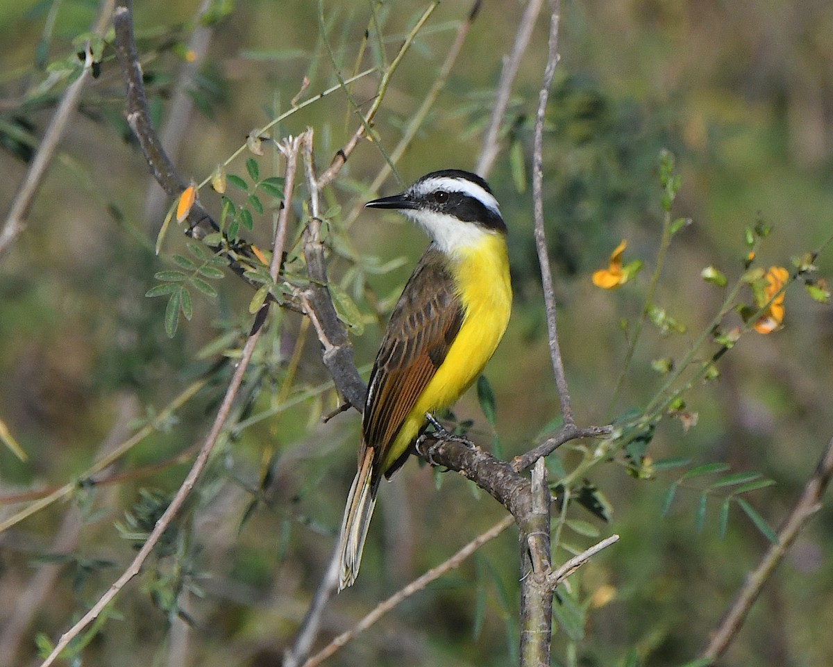 Lesser Kiskadee - ML640943495