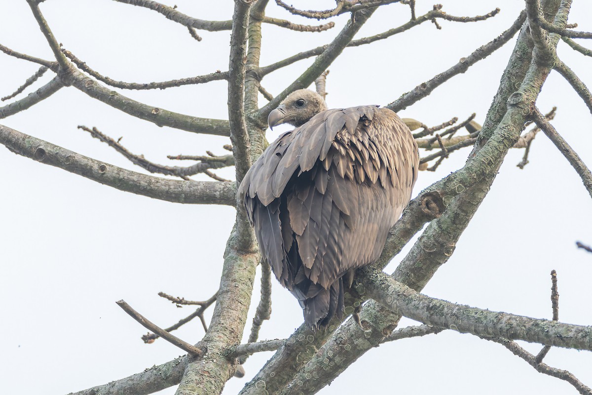 Slender-billed Vulture - ML640943496