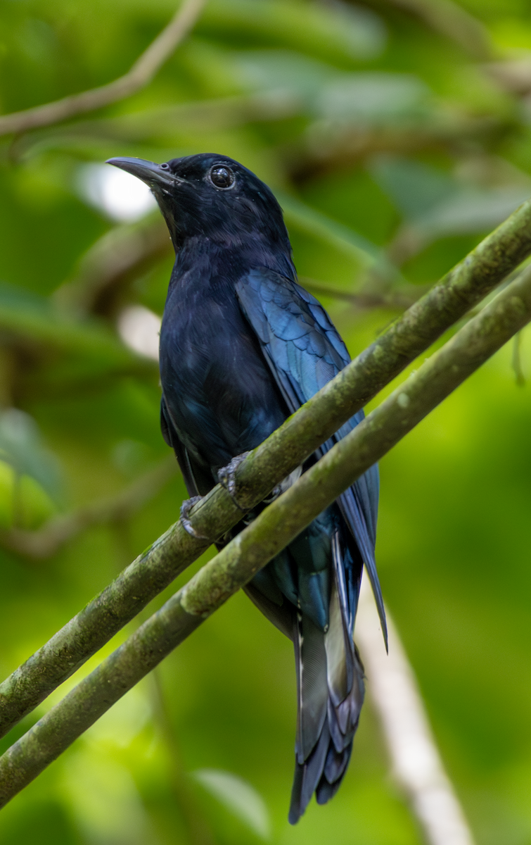 Philippine Drongo-Cuckoo - ML640943507