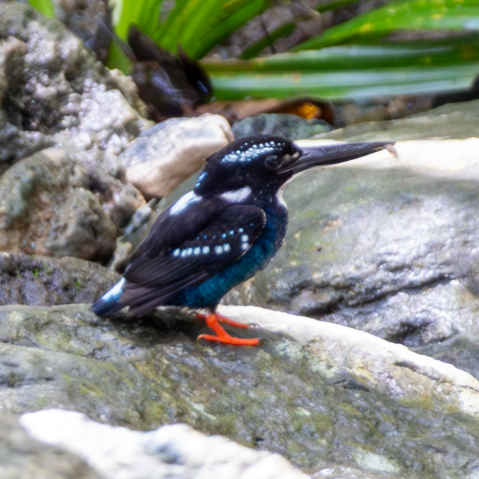 Southern Silvery-Kingfisher - ML640943516