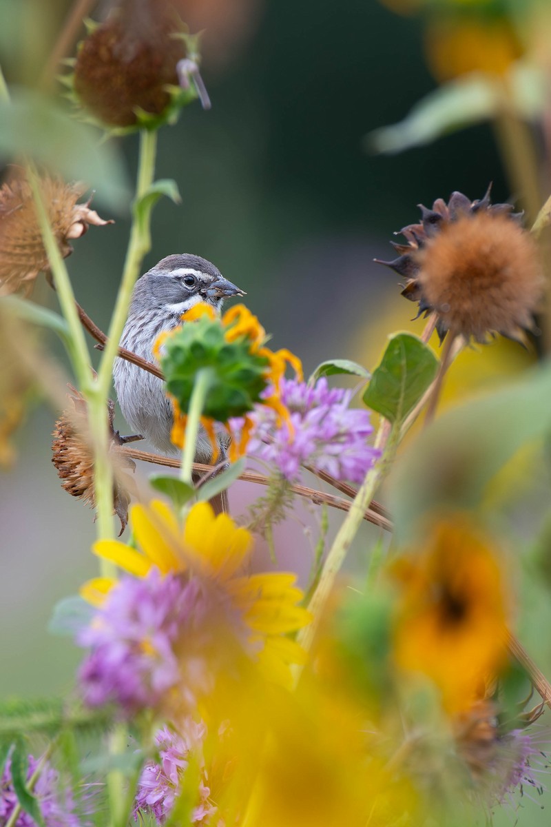 Black-throated Sparrow - ML640943522