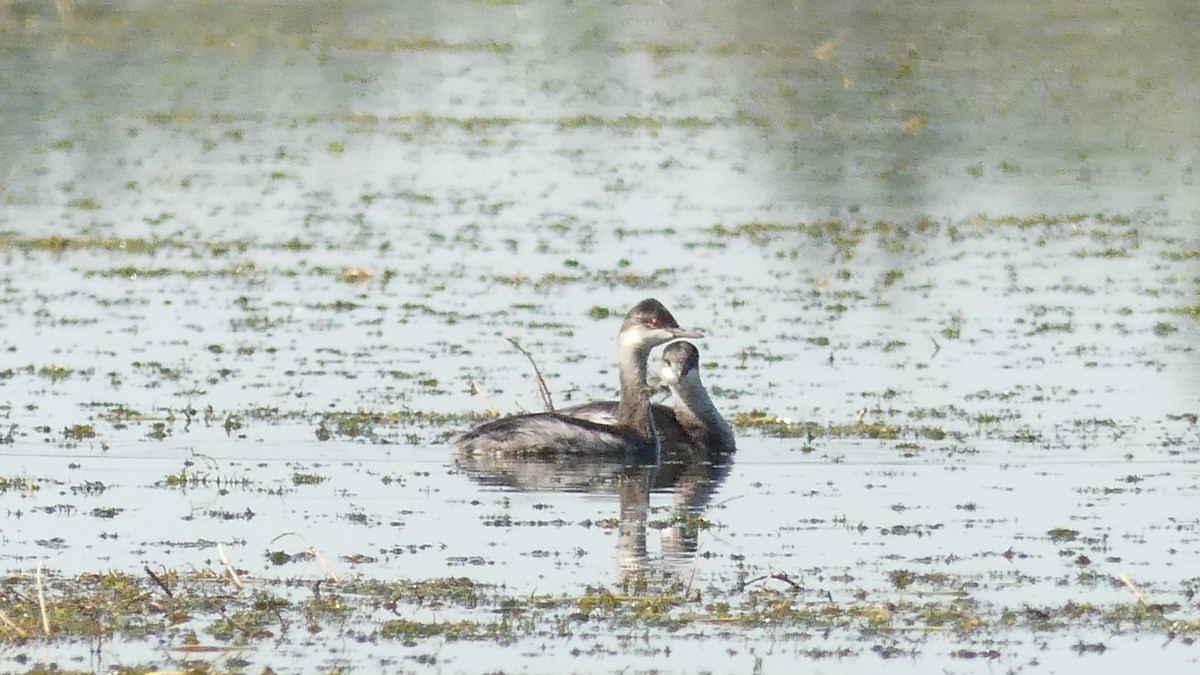 Eared Grebe - ML640943528