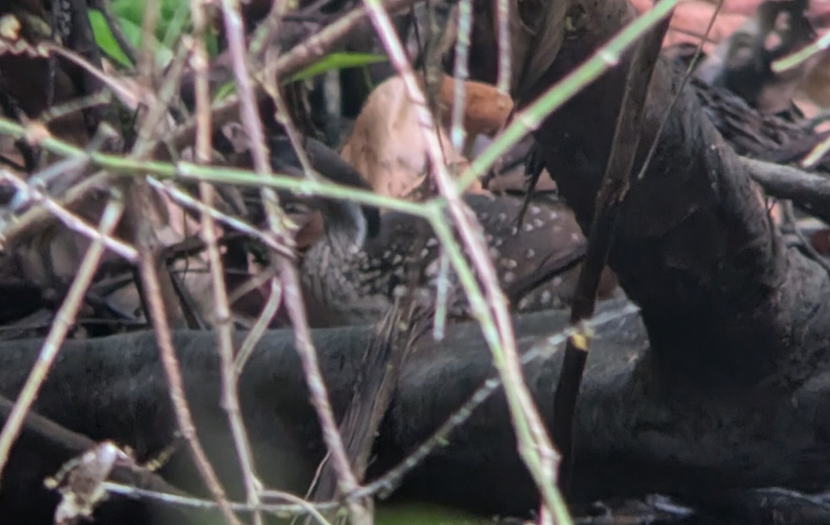 African Finfoot - ML640943582