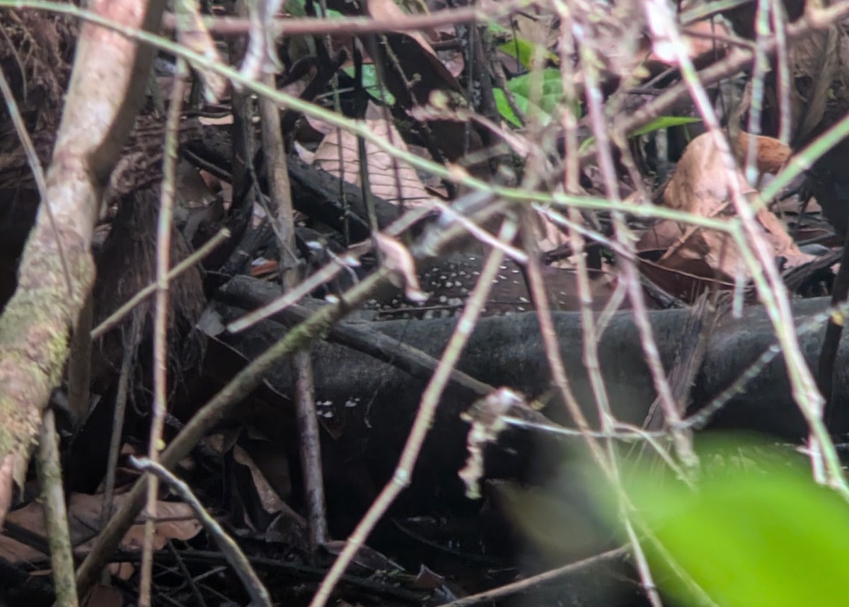 African Finfoot - ML640943583