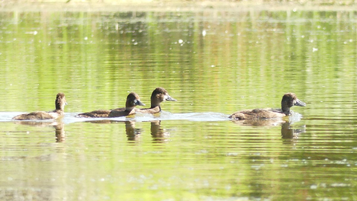 Lesser Scaup - ML640943598