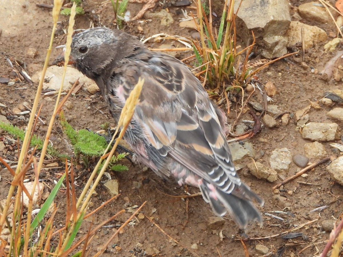 Black Rosy-Finch - ML640943605