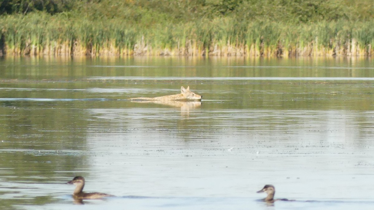 Coyote - ML640943627