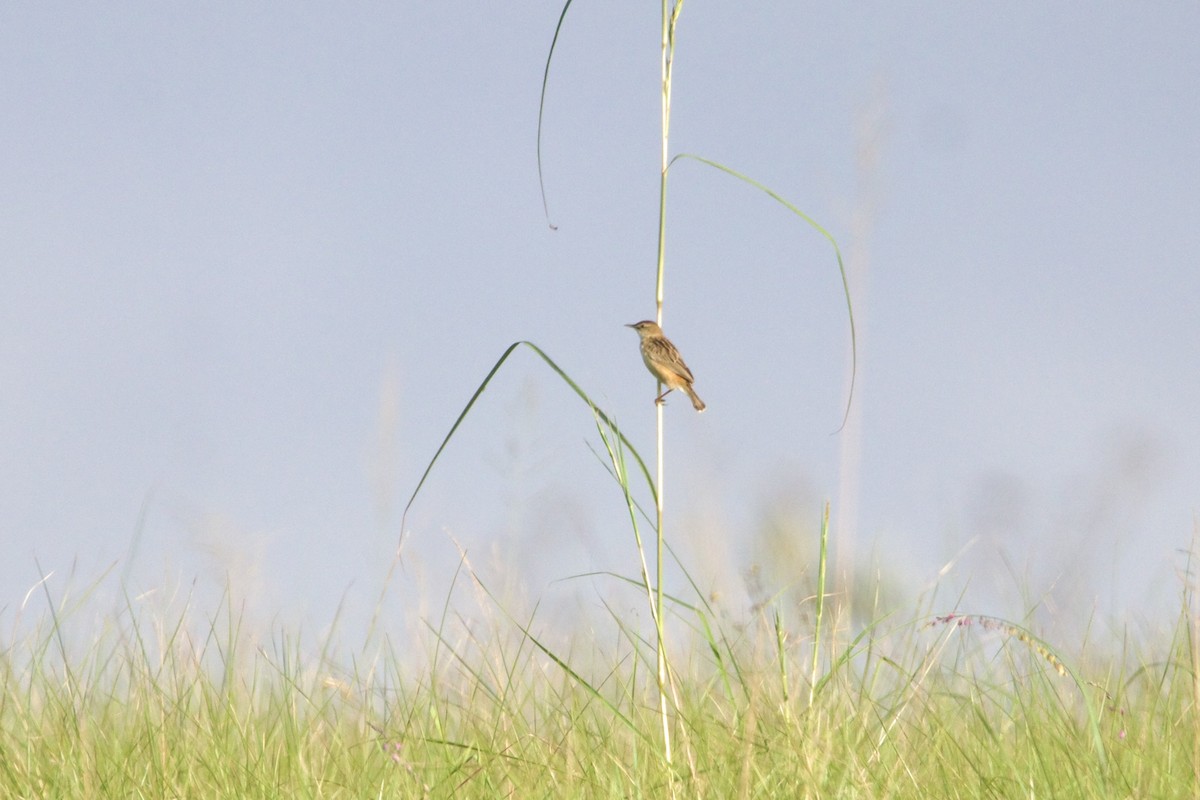 Cisticole gratte-nuage - ML640943631