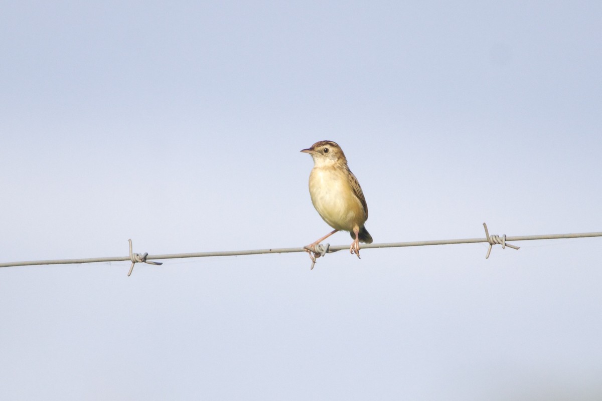 Cisticole gratte-nuage - ML640943632