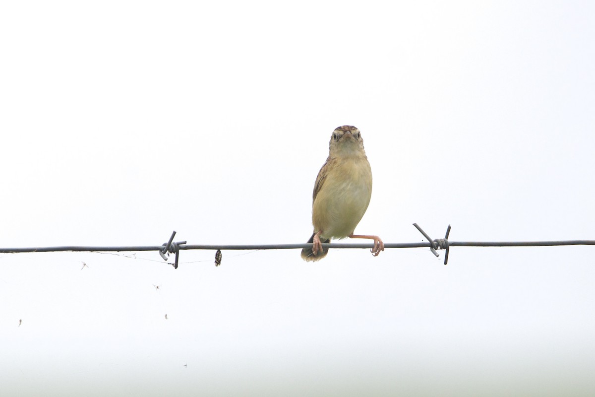 Cisticole gratte-nuage - ML640943633