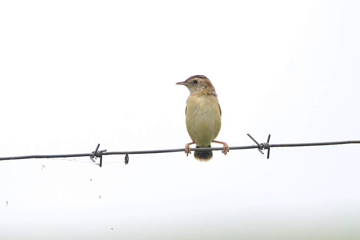 Cisticole gratte-nuage - ML640943634