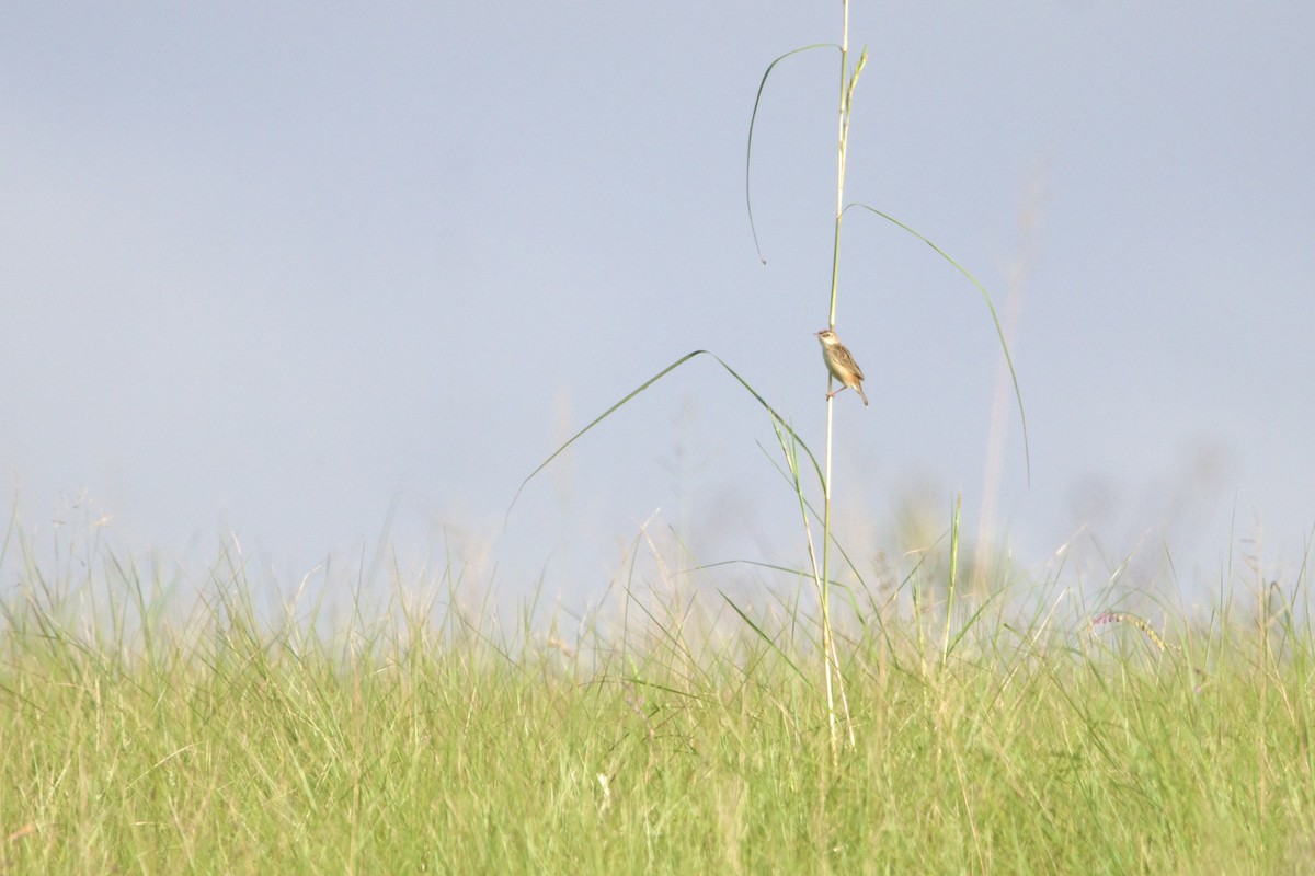 Cisticole gratte-nuage - ML640943635