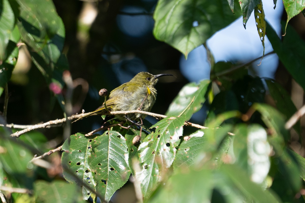 Olive Sunbird - ML640943648