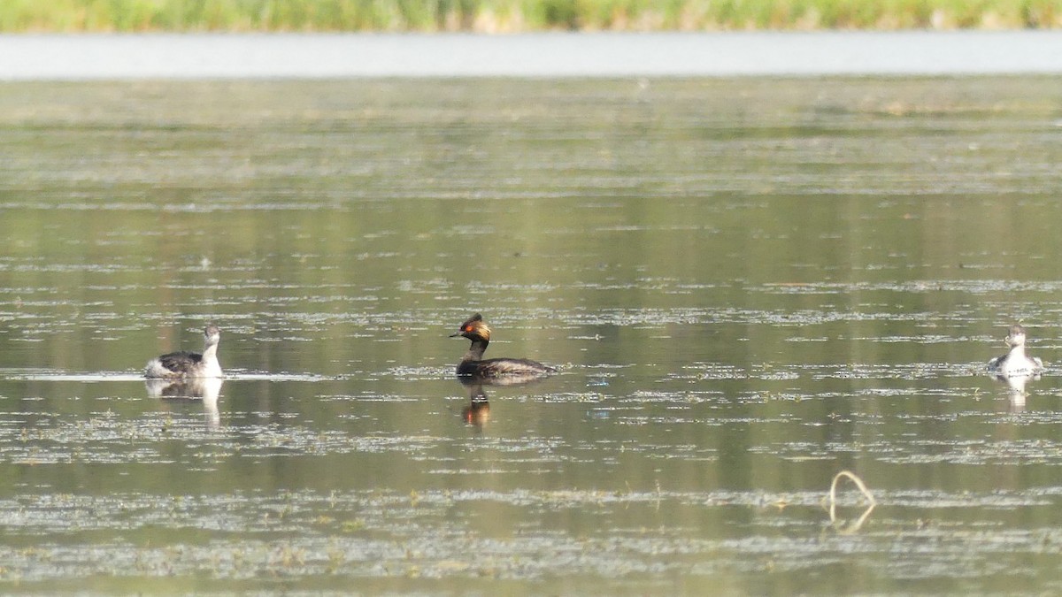 Eared Grebe - ML640943719