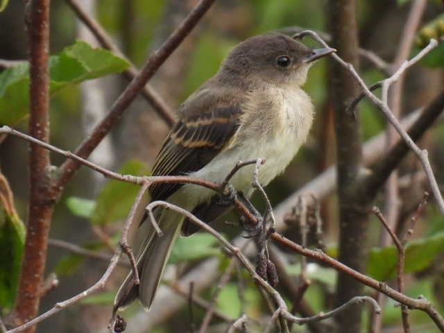 Eastern Phoebe - ML640943721