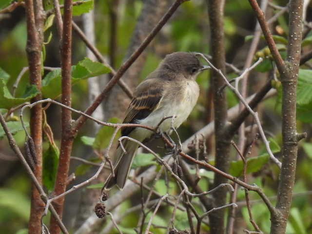 Eastern Phoebe - ML640943723