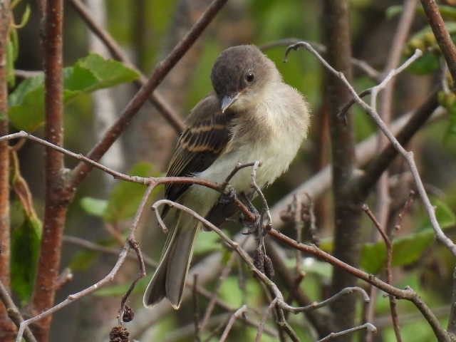 Eastern Phoebe - ML640943724