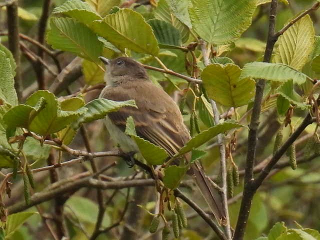 Eastern Phoebe - ML640943725