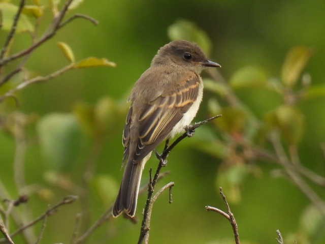 Eastern Phoebe - ML640943727