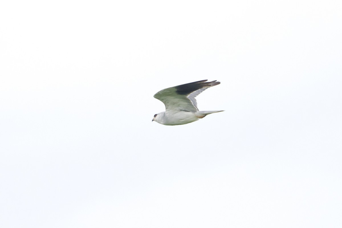 Black-winged Kite - ML640943766