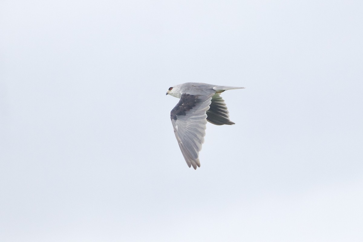 Black-winged Kite - ML640943767