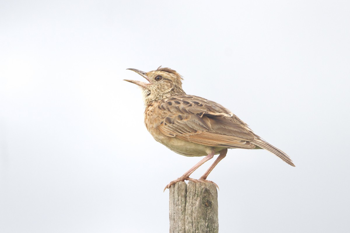 Rufous-naped Lark - ML640943780