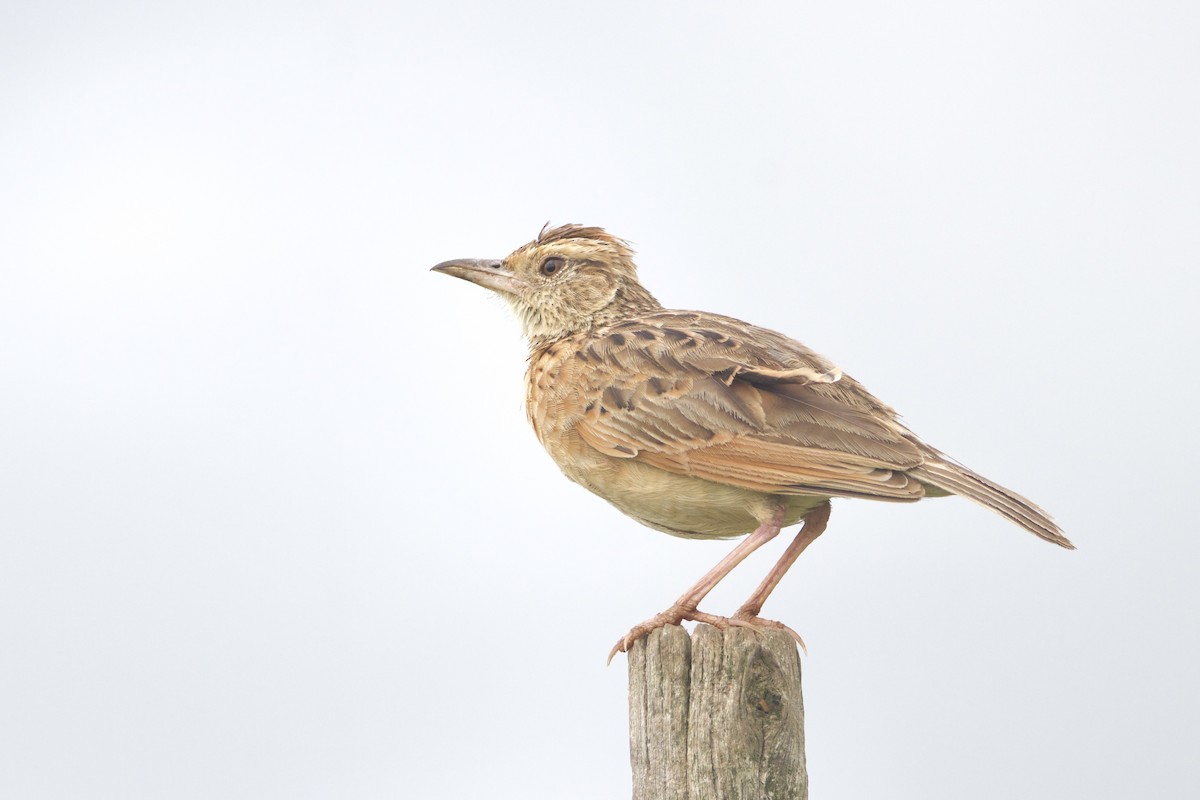 Rufous-naped Lark - ML640943781