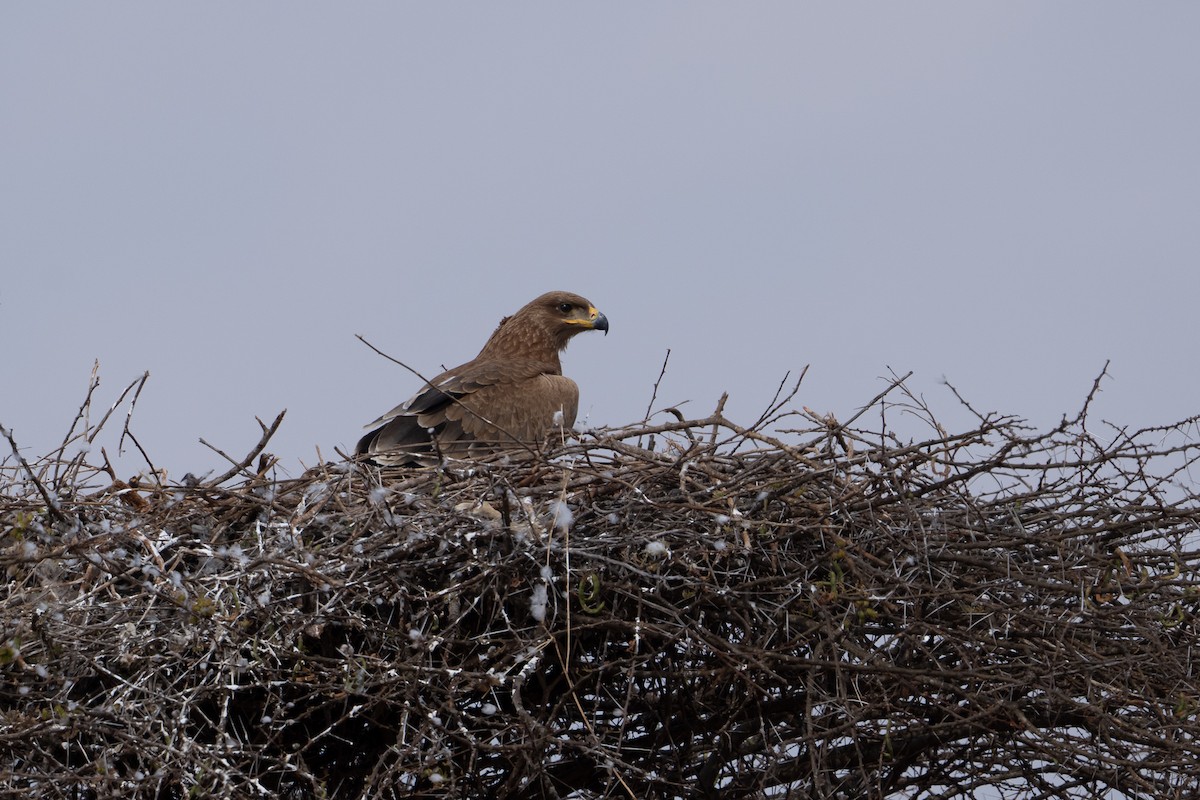 Tawny Eagle - ML640943808