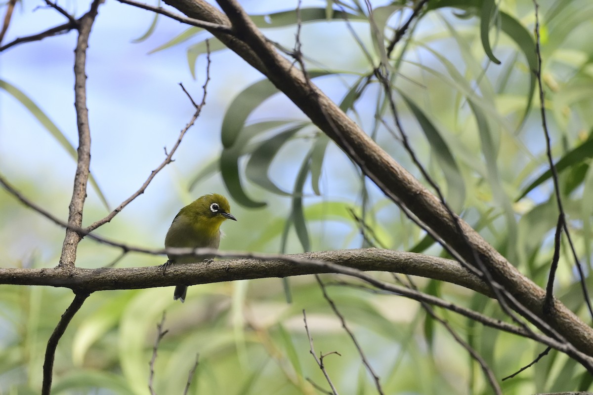 Japanbrillenvogel - ML640943847