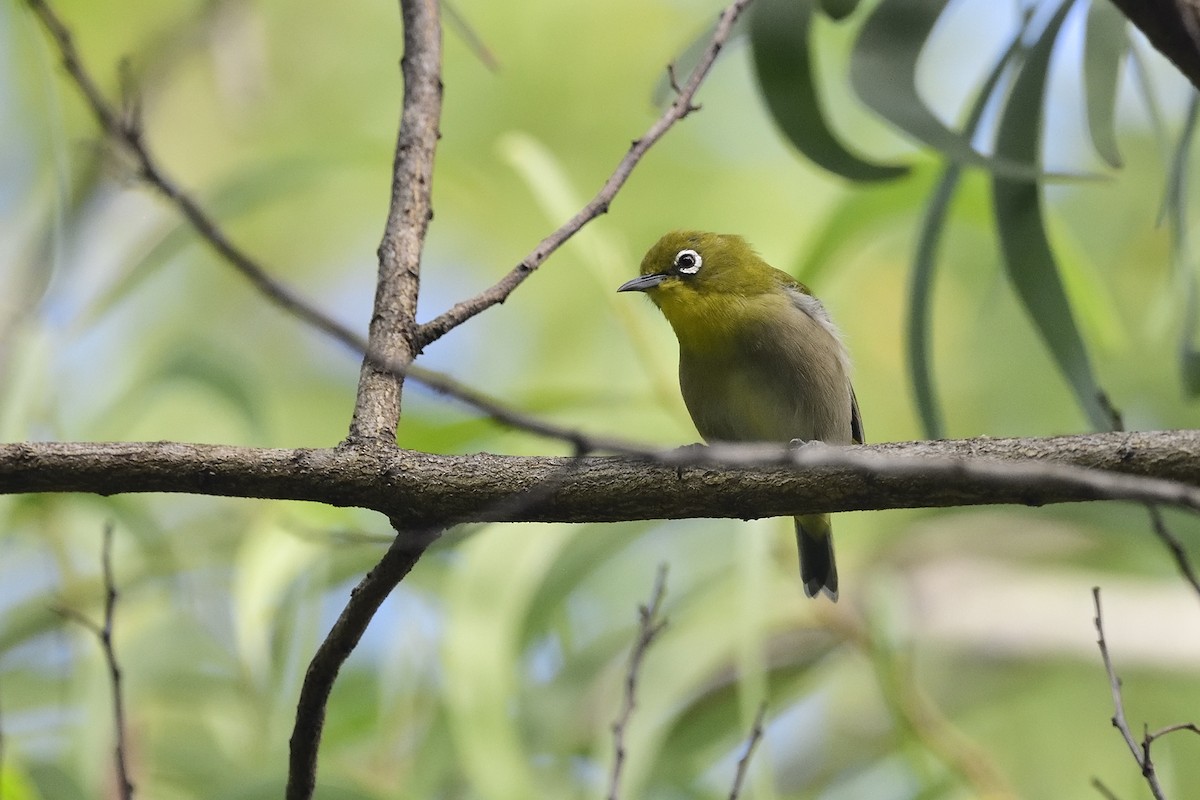 Japanbrillenvogel - ML640943848