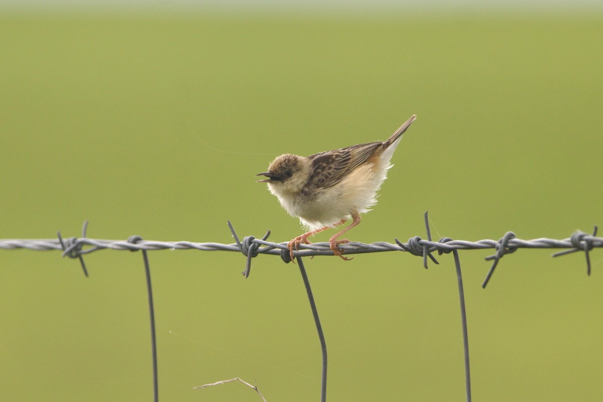 Pale-crowned Cisticola - ML640943870