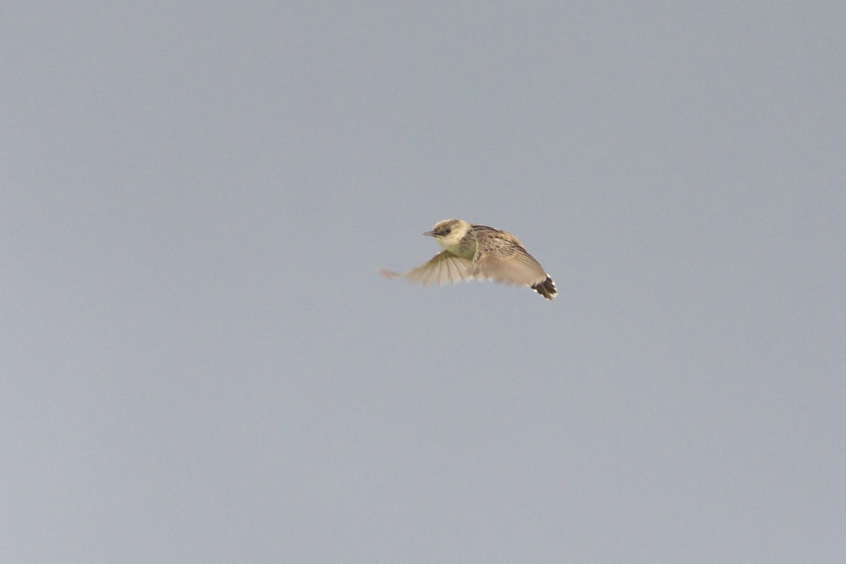 Pale-crowned Cisticola - ML640943871