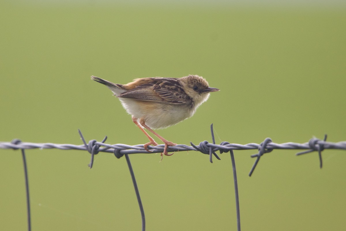 Pale-crowned Cisticola - ML640943872