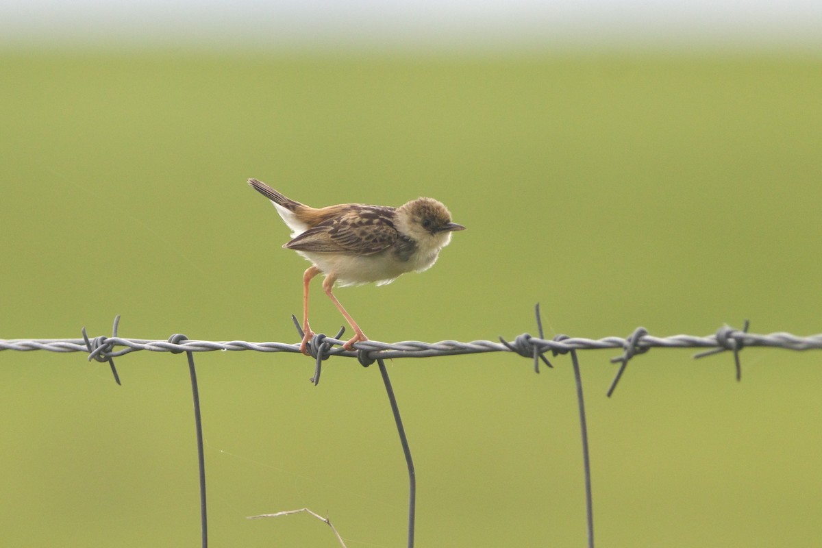 Pale-crowned Cisticola - ML640943873