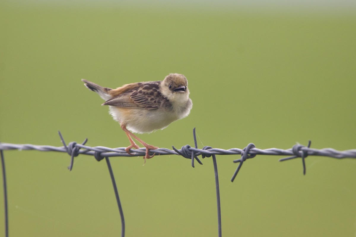 Pale-crowned Cisticola - ML640943874