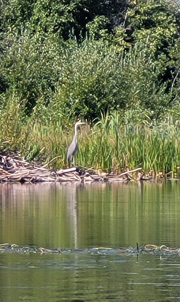 Great Blue Heron - ML640943910