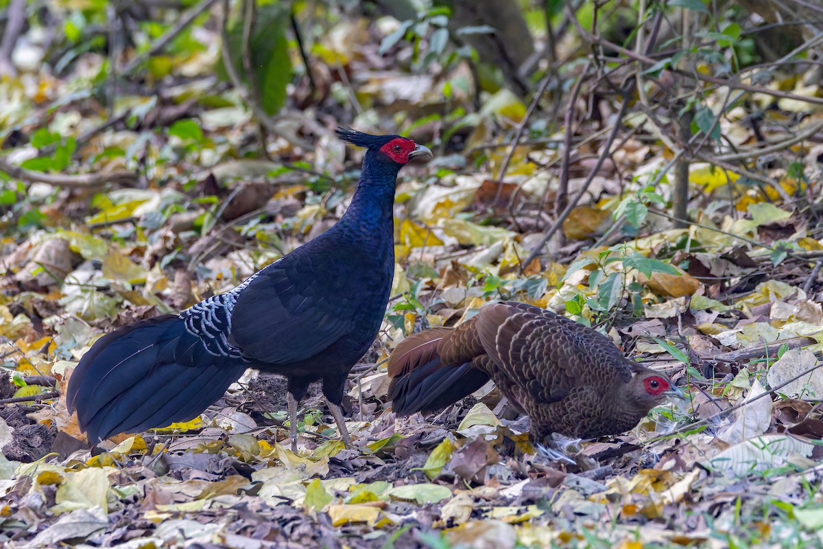 Kalij Pheasant - ML640943931