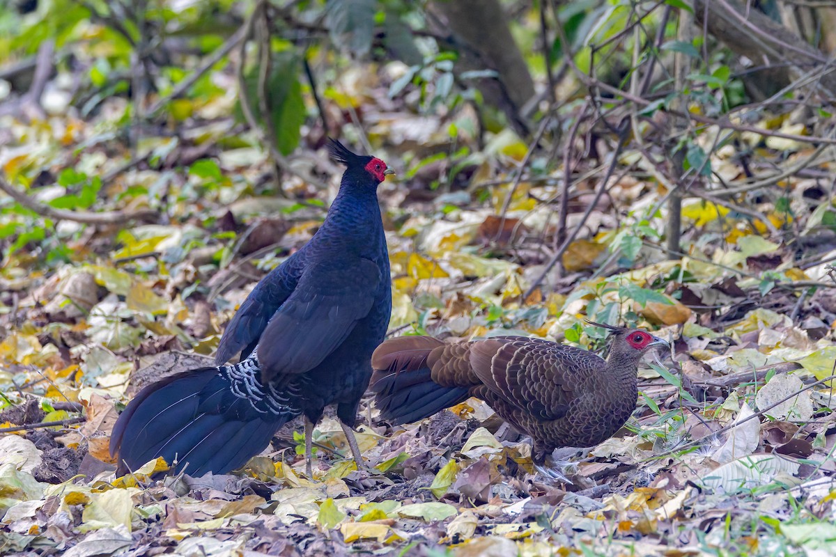 Kalij Pheasant - ML640943932