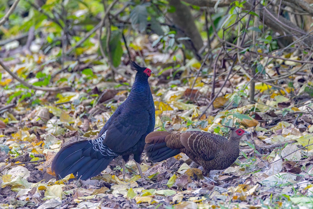 Kalij Pheasant - ML640943933