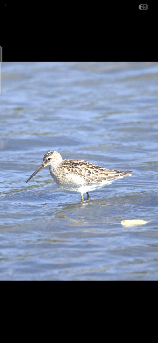Stilt Sandpiper - ML640943954
