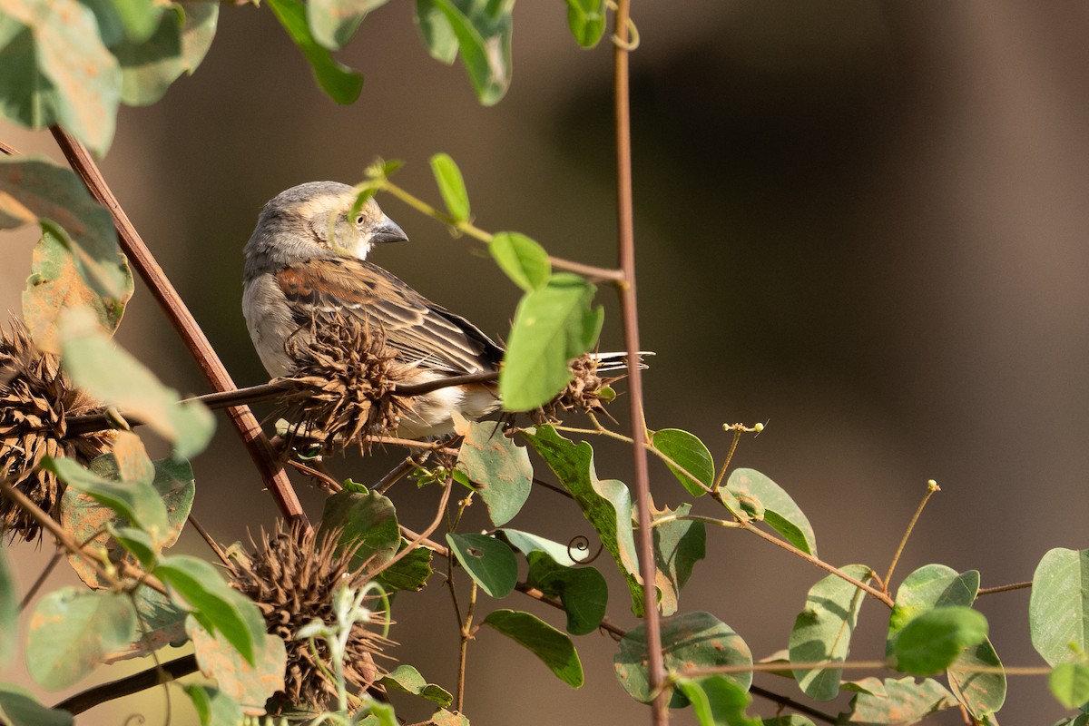 Kenya Rufous Sparrow - ML640943963