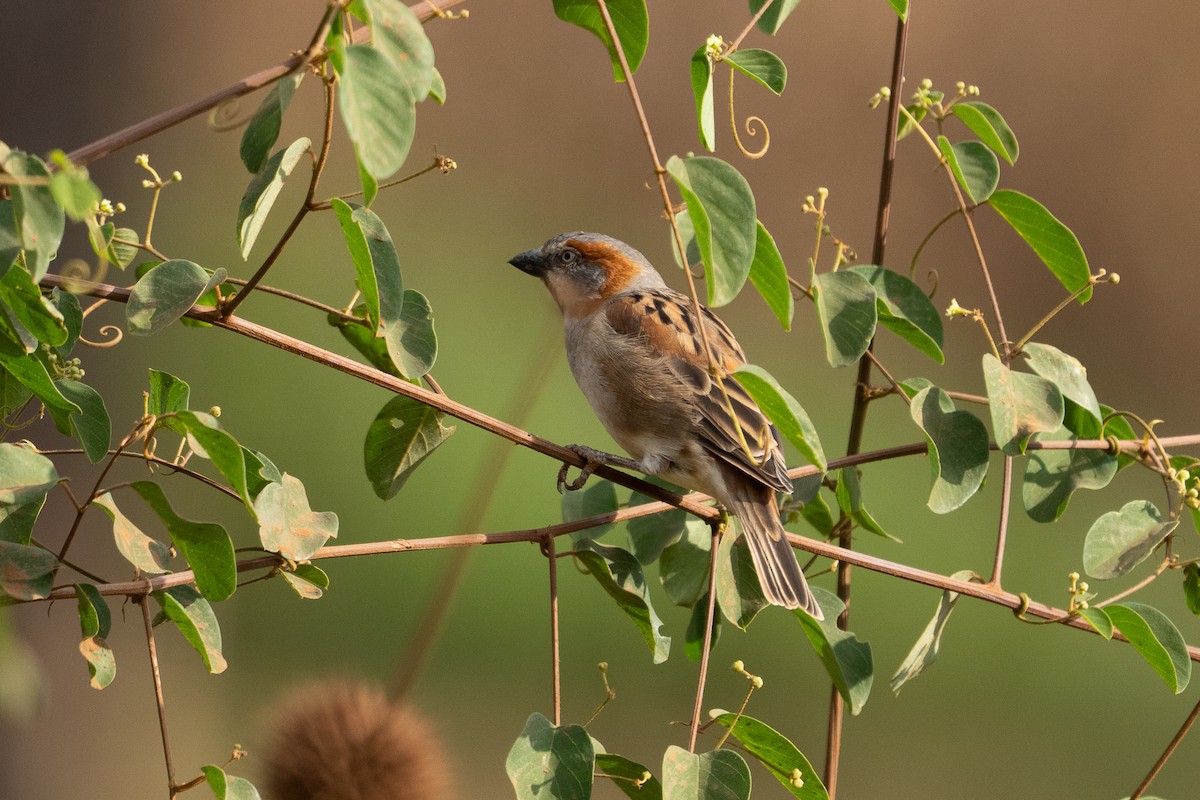 Kenya Rufous Sparrow - ML640943964