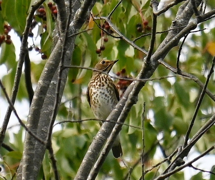 Swainson's Thrush - ML640943994