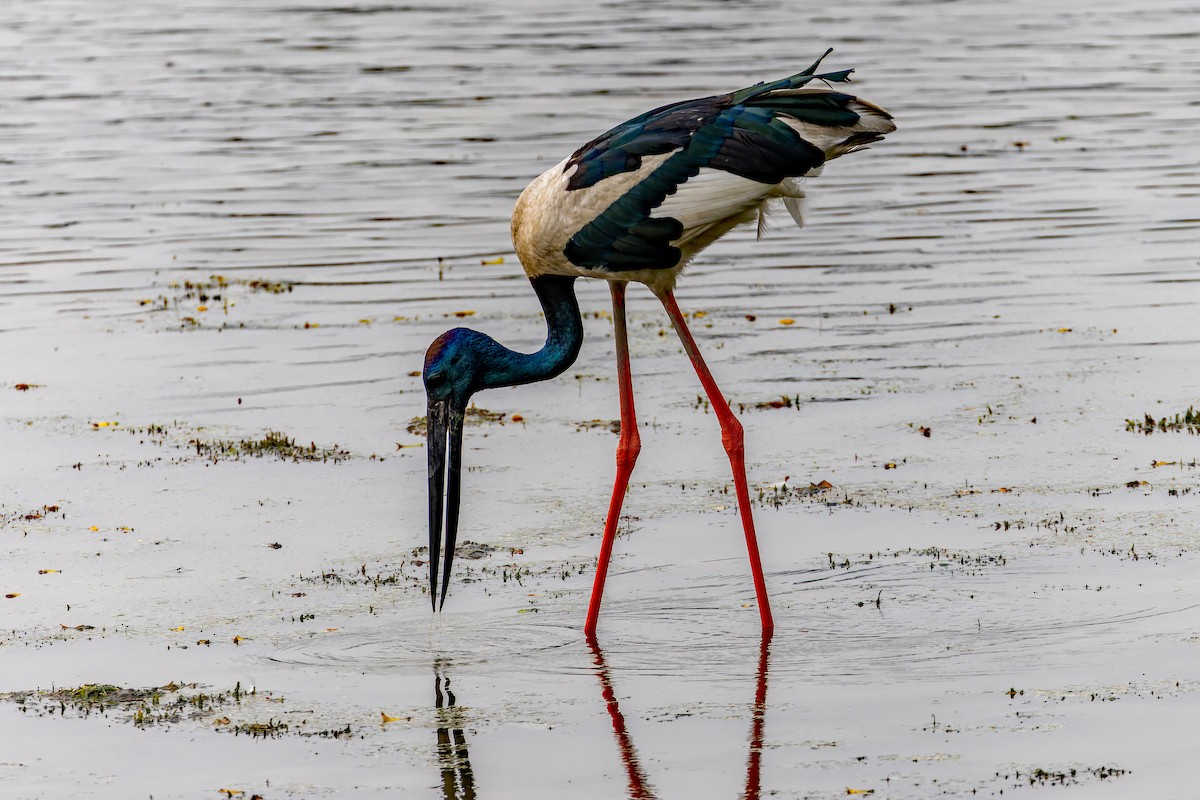 Black-necked Stork - ML640944020