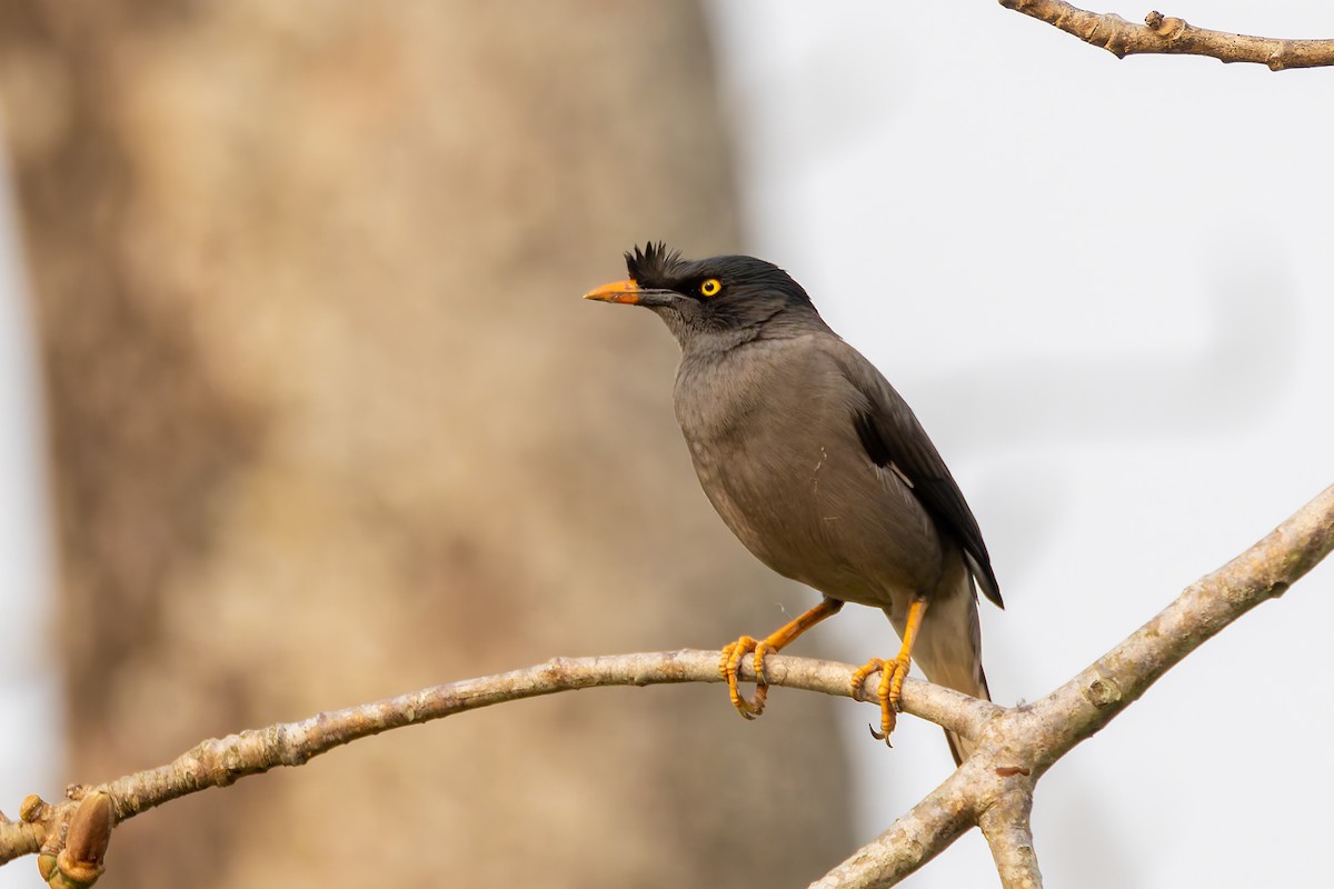 Jungle Myna - ML640944048
