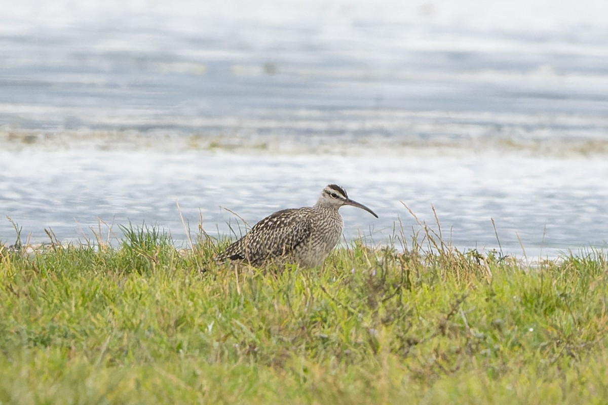 Eurasian Whimbrel - ML640944203