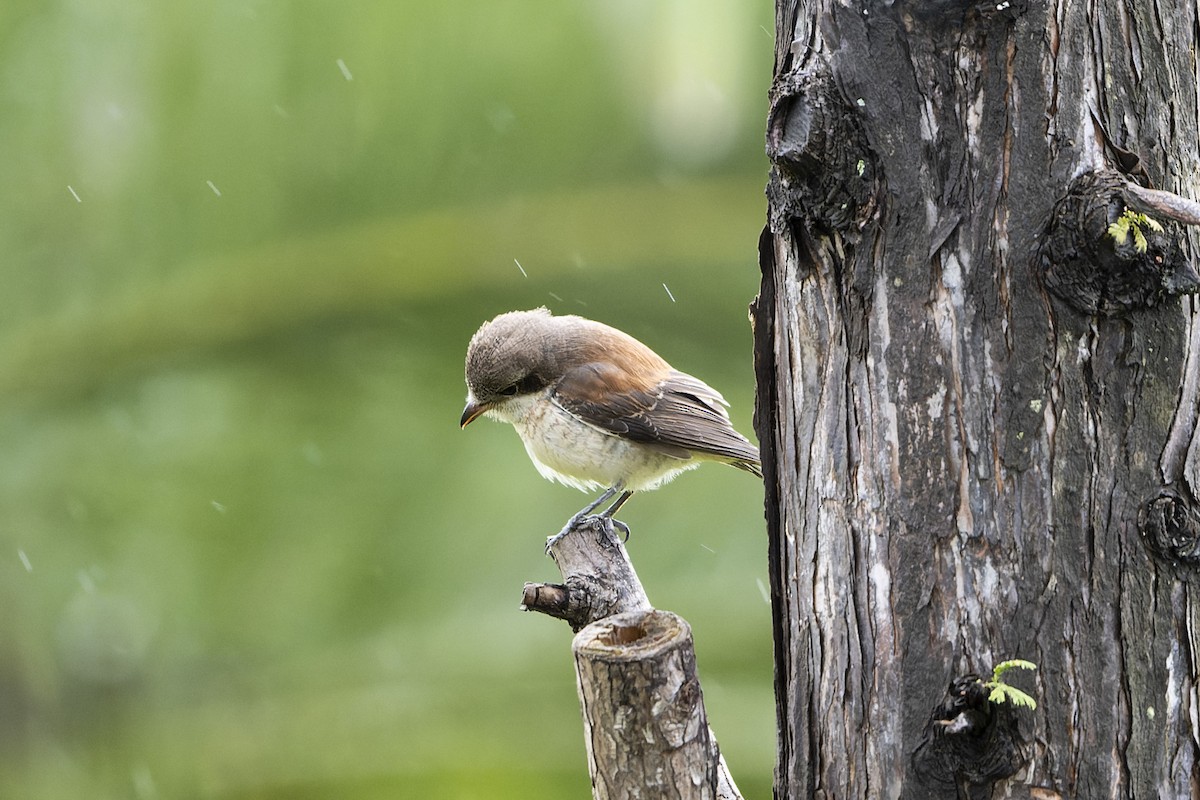 Burmese Shrike - ML640944210