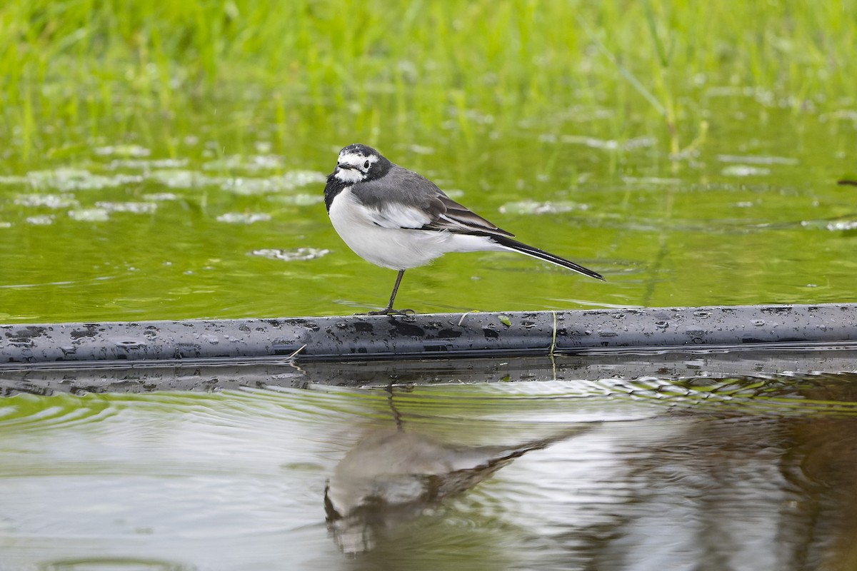 White Wagtail (Hodgson's) - ML640944214