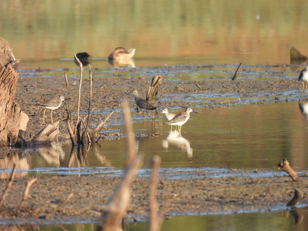 Lesser Yellowlegs - ML640944252