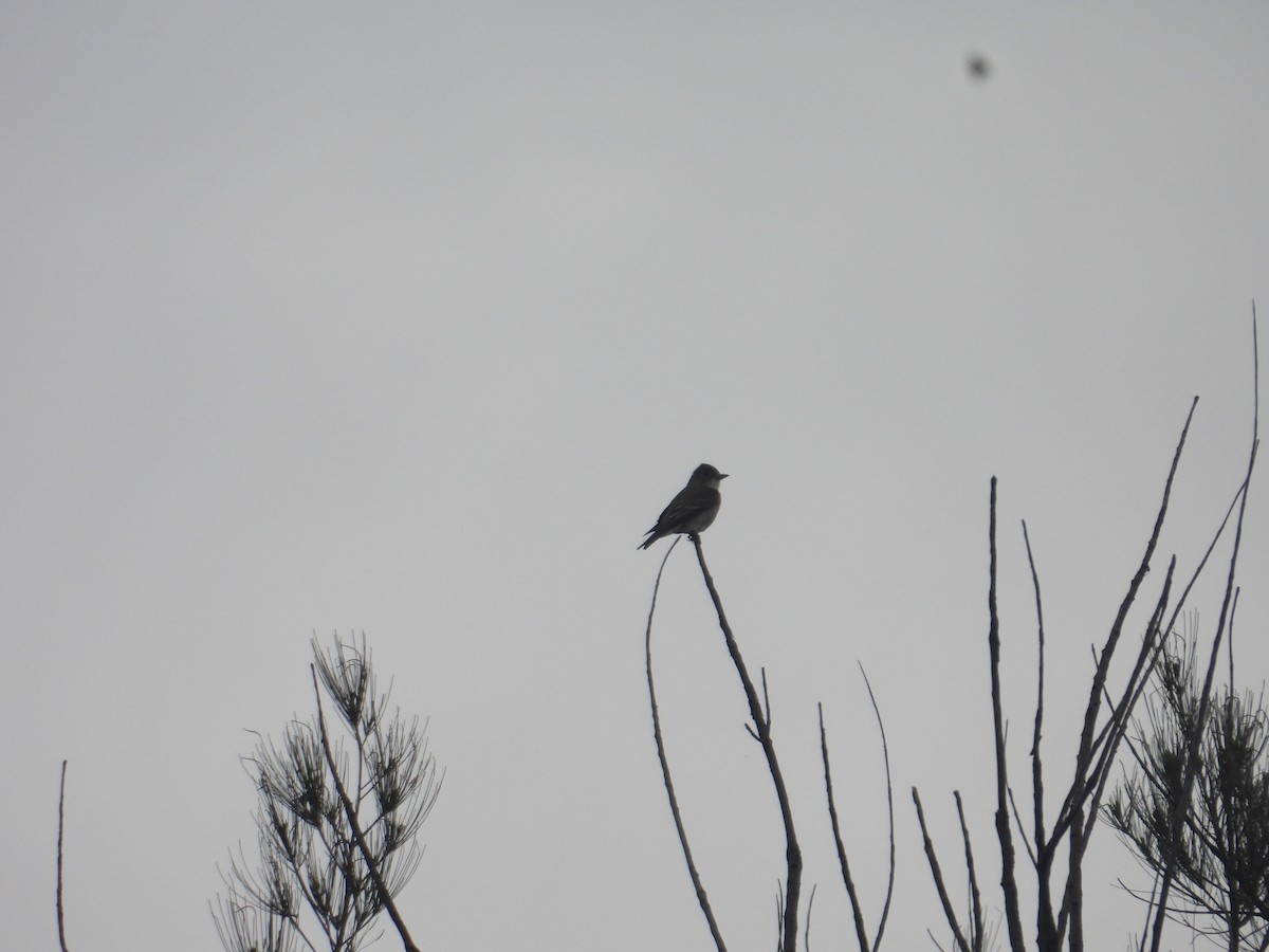 Greater Pewee - ML640944276
